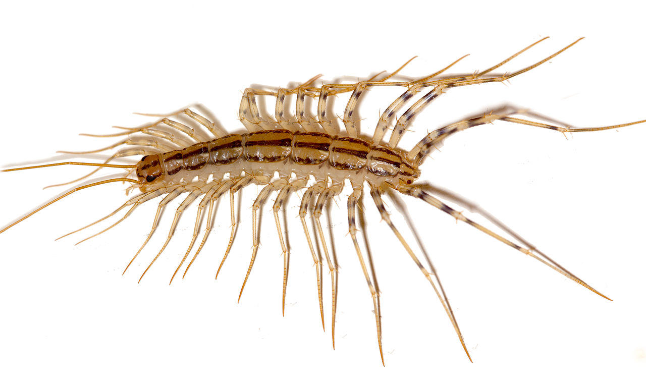 house centipede