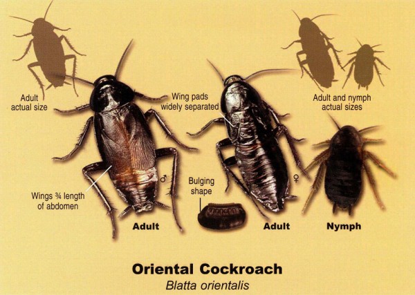 Oriental Roach