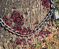 mass of box elder bug nymphs  on tree base
