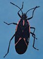 adult box elder bug