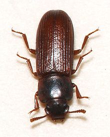flour beetle