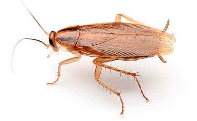 german cockroach