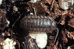 pillbug