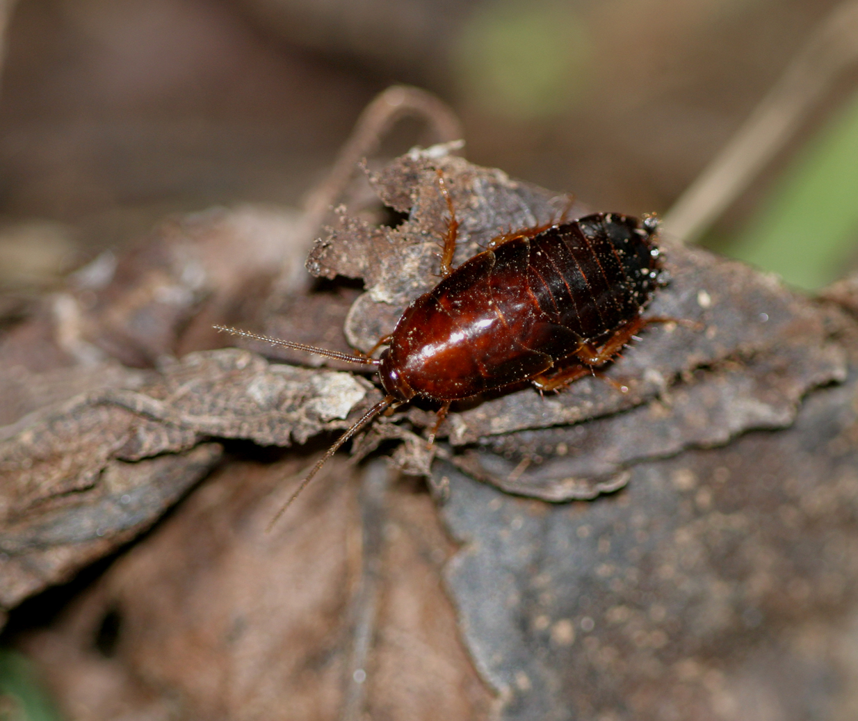 Wood Roach
